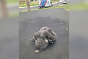 【海外】子猫の鳴き声に導かれて！車の屋根に現れた赤ちゃん猫たちの物語