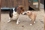 【海外】特別な友達を迎える犬！興奮の里親体験とは？