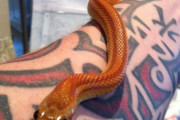 外国人「親友の漢字タトゥーなんだが意味はこれで合ってる？」