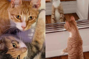 【海外】「冬に温もりを求めて人々に近づく野良猫と彼が夢見る幸せな生活」