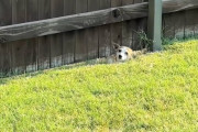 【海外】「隣家のフェンスをくぐり抜けて愛を求める犬の切ない物語」