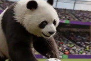 中国人「サッカー日本代表FW、守備的なフォワードとしてプレミア初出場！」　中国人「彼には確かな実力がある」「日本代表の頑張り屋」