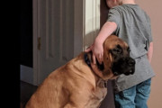 お姉ちゃんと喧嘩。一人で反省させられている少年にやさしく寄り添う犬