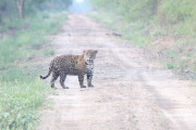 パラグアイ「お前らの国にも大型のネコ動物って生息してるの？」