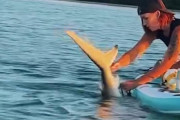 【海外】「友人の撮影する中、女性が素手で釣り糸に絡まったサメを救出！」