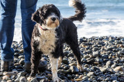 【海外】ポルトガルの水犬、驚きの水中能力！手足の水かきが生み出す泳ぎの秘密とは？