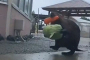 雨の中、持ちきれないほどの量の野菜を必死に運ぶ、阿蘇ファームランドのビーバーたち→海外「オーマイガー、めっちゃ頑張ってる！！」「最後の悪戦苦闘ｗｗｗ」「すごい労働意欲だ」
