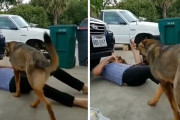 車の修理をしていた飼い主に犬が近づいてきた。犬としてできる最大のお手伝いを行ったようだ。