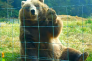 あなたも見たことありますよね！？あの手を振ってくれるクマさんが話題になった元の動画をご紹介！海外の反応
