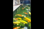 海外「素敵な鯉の池」屋内の鯉の池を紹介した動画に反響（海外の反応）