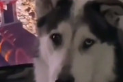犬が飼い主にドン引きする映像（やめてよ…）