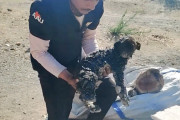 【海外】「粘着タールに覆われ動けない子犬たちが救助者に感謝する姿に心が温まる」