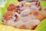３匹の子犬の柴犬の寝姿が可愛すぎると世界中がメロメロに（海外の反応）