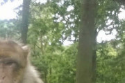 【画像】生き別れになった弟のモン吉！？