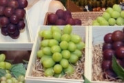 【韓国の反応】韓国が日本葡萄「ルビーロマン」盗んだ？…「とんでもない、抗議は中国に」