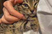 韓国人「同僚は猫？日本の職場に広がる意外な働き方に注目集まる」