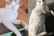 【海外】おうちに連れて帰ってほしい猫が入った瞬間、部屋がパッと明るくなった話！