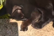 「カギを小さな穴に落としたら…猫が拾ってくれた！」優秀すぎる行動