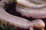 メキシコ人「お前らの国のユニークな動物を紹介してみよう」