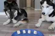 飼主さんが居ない間ハスキー達は目の前の食べ物を我慢できるのか？実験結果が予想以上に可愛くてほっこり