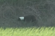 海外「助けてくれてありがとう！」何ヶ月も首にパイプがハマってしまったワンちゃんの救出劇に海外感激（海外反応）