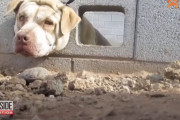 コンクリートブロックから頭が抜けなくなってしまったワンコ、無事救出され飼い主さんとの再会に喜びを爆発させる！