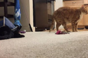 盲目の黒猫に飛びつかれて困っていた茶白猫「音を立てないように歩けば逃げれるのでは？」と気づく⸜( ˙▿˙ )⸝