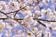 【海外】「美しすぎる」「アニメかと思った」車窓から見える桜景色がアニメのようだと海外もびっくり仰天！