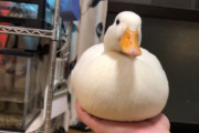 日本のもふもふすぎるアヒルが可愛すぎる（海外の反応）