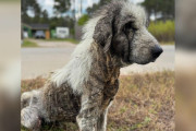 【海外】「何年も無視されていた『幽霊犬』が驚きの変身！街に現れた感動のストーリー」