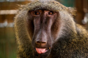 【恐怖】イギリスの動物園で、猿が刃物やチェーンソーで武装しているのが目撃されるｗｗｗｗｗ