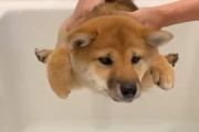 空中遊泳の練習中！？お風呂が嫌で足を全力で上にあげる柴犬の子犬ちゃん