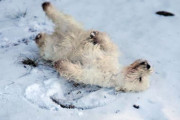 余命わずかな愛犬の為、最後にもう一度大好きだった雪を見せたい。その願いがSNSユーザーの協力で叶えられる（カナダ）