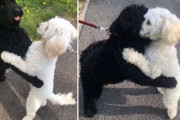 「また会えるなんて…！」離ればなれになっていた兄弟犬が偶然再会してハグし合う姿にほっこり