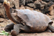 種の絶滅をたった1匹で救った絶倫ゾウガメ、ついに引退し無人島で隠居へ