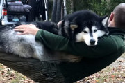 パパと一緒にハンモックで揺られるマラミュート！