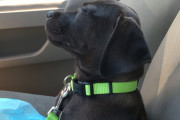 助手席でウトウト…眠気を我慢する子犬が可愛すぎる！