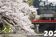 外国人「飛騨高山の桜、最高すぎて言葉が出てこないわ・・・」