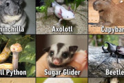 外国人「アブノーマルなペットTOP9、お前らはどれを飼いたい？」