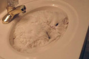 外国人「猫はどんな場所でも居座れるんだと証明していく！」