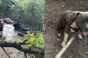 【海外】「直感と愛犬が導いた！意識不明のカップルを救った男の感動ストーリー」