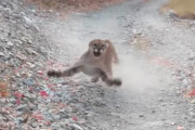 【衝撃】山をハイキング中の男性が激怒したピューマに6分間も追いかけられる、恐ろしい動画が話題に