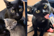 【海外】「保護猫、家に入った瞬間明るくなって子猫に夢中！甘えん坊成長記」