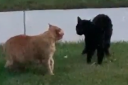 早朝から庭で猫バトル。プロの喧嘩師は簡単には手を出さずに睨み合う。海外の反応