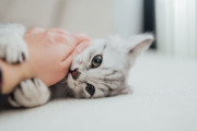 【海外】猫が撫でられると噛む理由とは？その行動に隠された心理を探る！