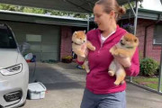 外国人「日本産の可愛すぎる犬が世界で一番なことが証明された」