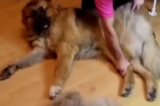 犬から２匹目の犬が作れるんじゃないか。ブラッシングで大量に毛が抜ける気持ち良さそうな犬。海外の反応