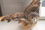 ペットのベンガルワシミミズクがよく懐いていて可愛いけれど、やはりかっこいい