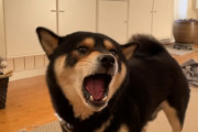 「にゃ～ん、にゃ～ん」柴犬のマックスくんが猫になっちゃった？！