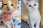 【海外】「車のタイヤに隠れていた子猫、3本足の猫との出会いで驚くべき成長を遂げる！」